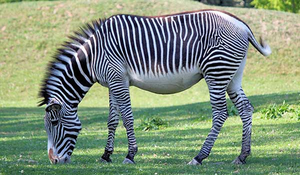 Safari Adventure 2
